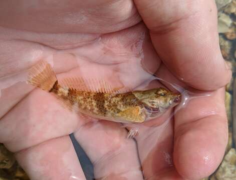 Image of Ozark sculpin