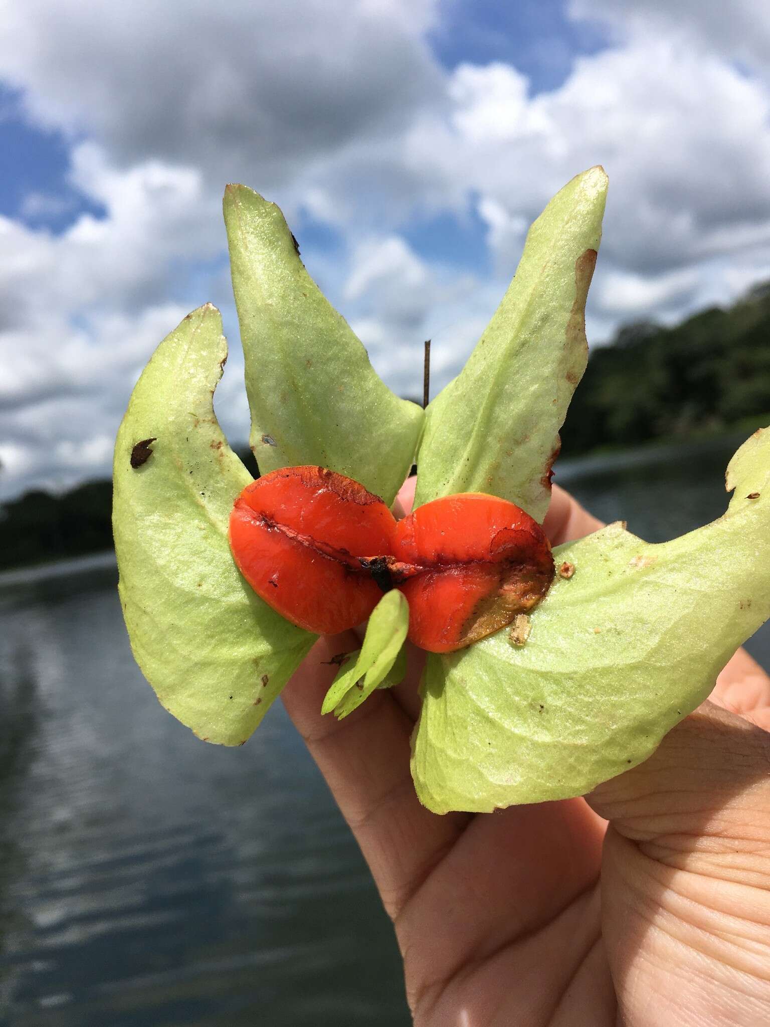 Image of Drymonia serrulata (Jacq.) Mart.