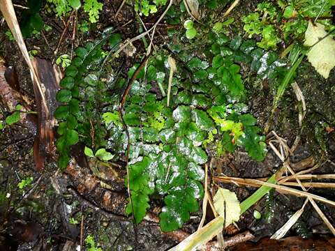 Image of Cranfillia nigra (Colenso) Gasper & V. A. O. Dittrich