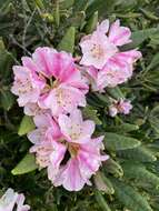 Imagem de Rhododendron simiarum Hance