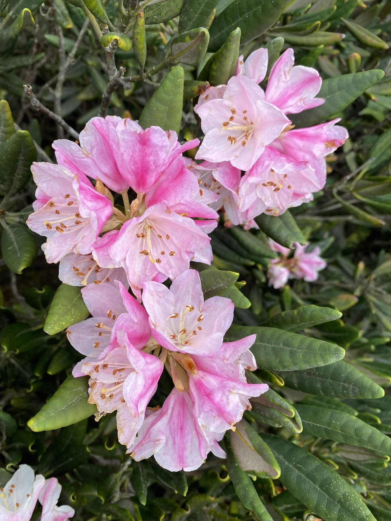 Imagem de Rhododendron simiarum Hance