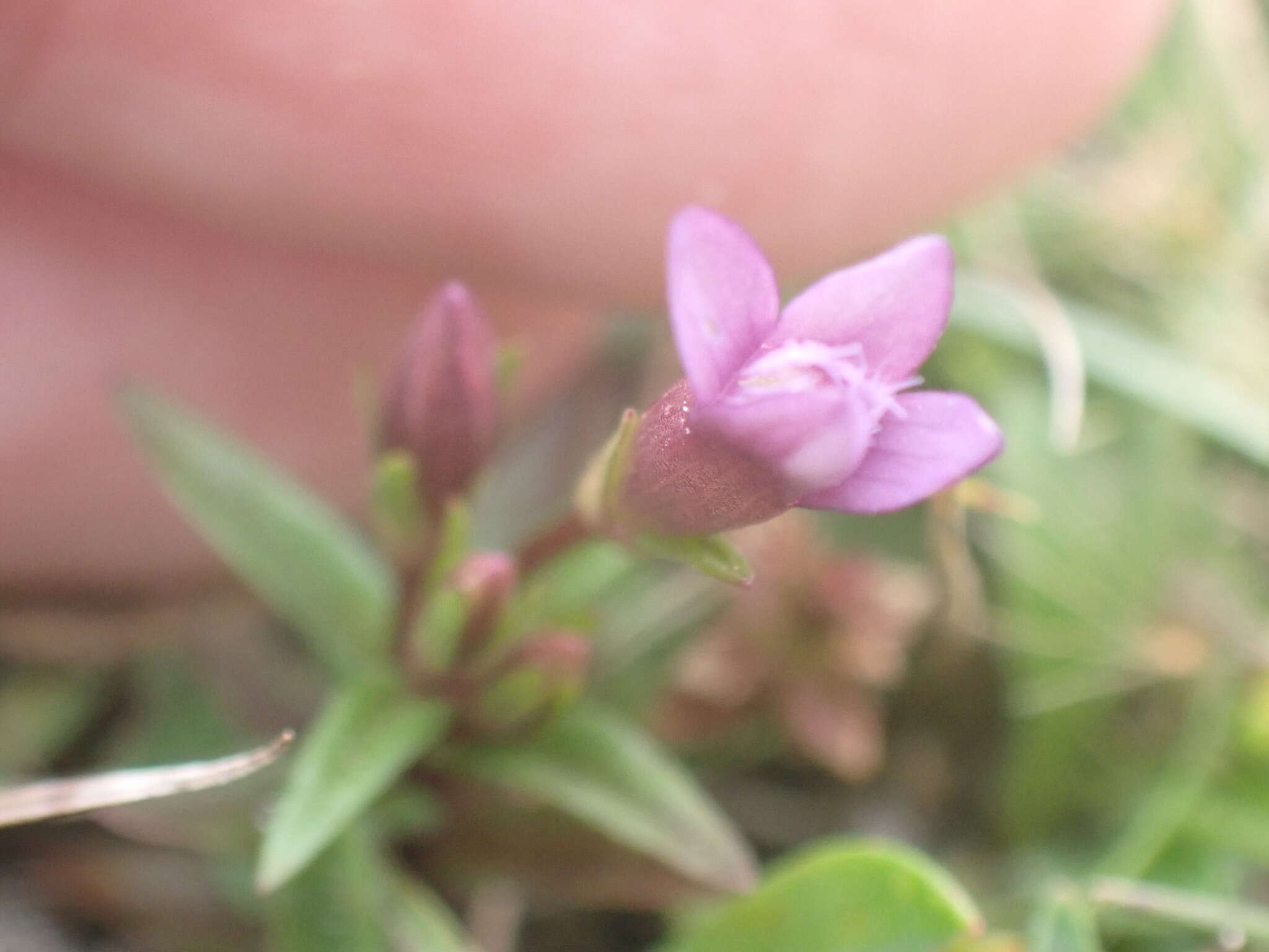 Image of Gentianella amarella subsp. amarella