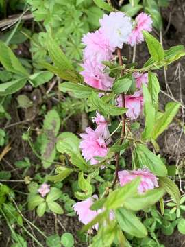 Imagem de Prunus glandulosa C. P. Thunb. ex A. Murray