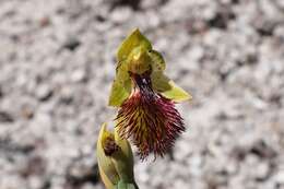 Image of Pale beard orchid