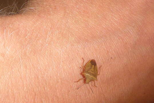 Image of One Spotted Stink Bug