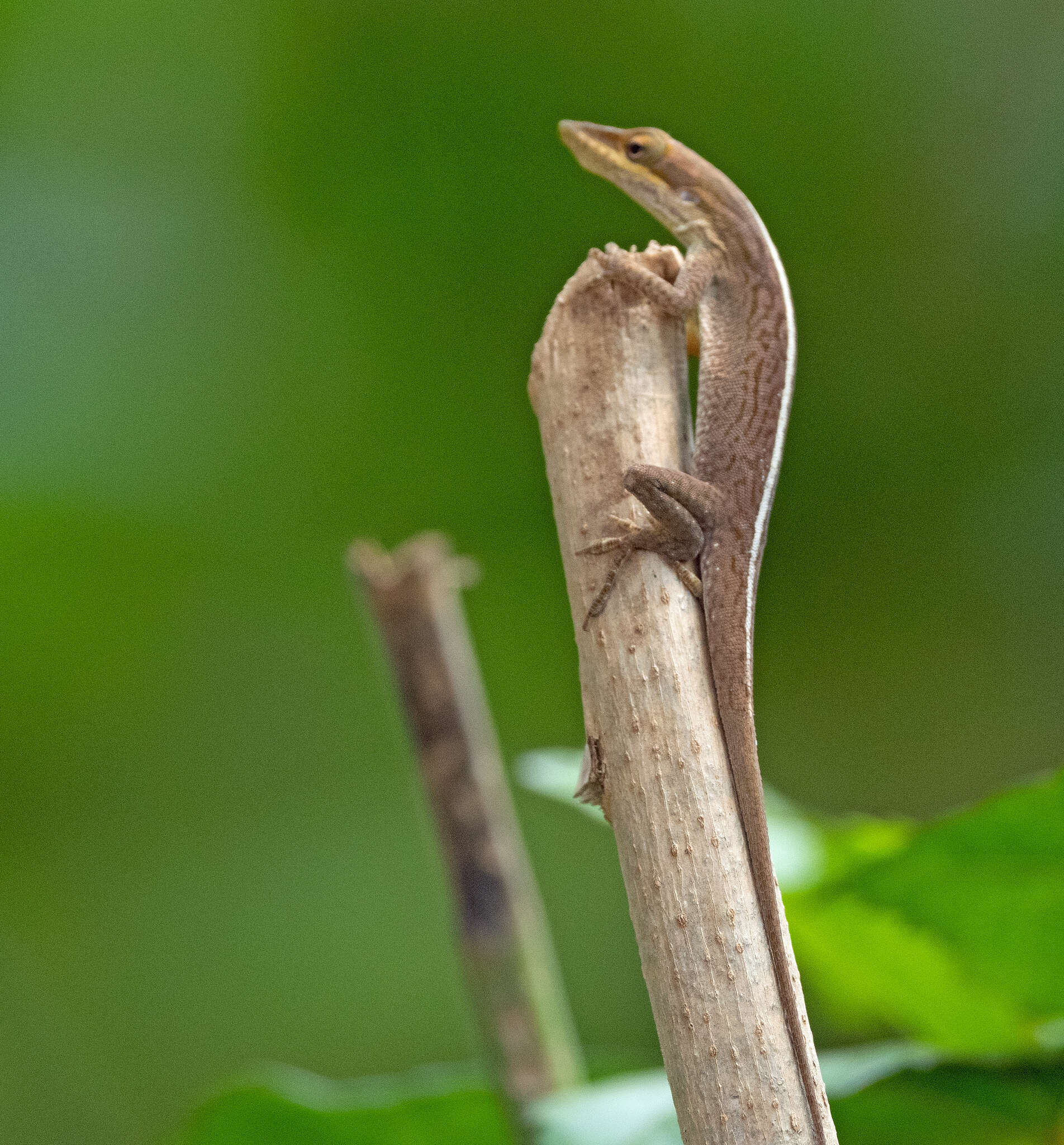 Anolis porcatus Gray 1840的圖片