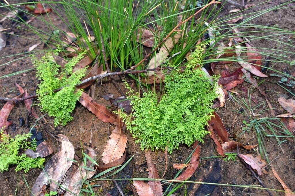 Image of Lindsaea microphylla Sw.