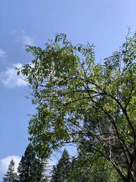 Image of Sambucus cerulea var. neomexicana