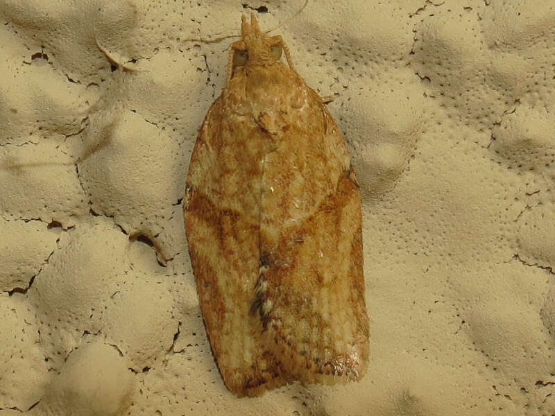 Image of Light brown apple moth