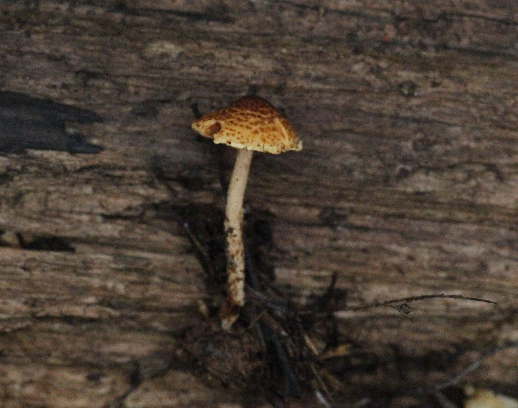 Image of Lepiota boudieri Bres. 1884