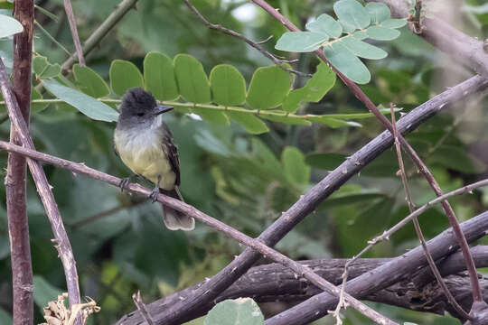 Image of Apical Flycatcher