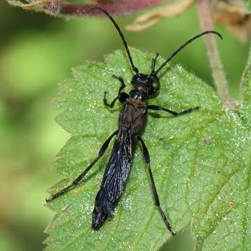 Plancia ëd Necydalis cavipennis Le Conte 1873