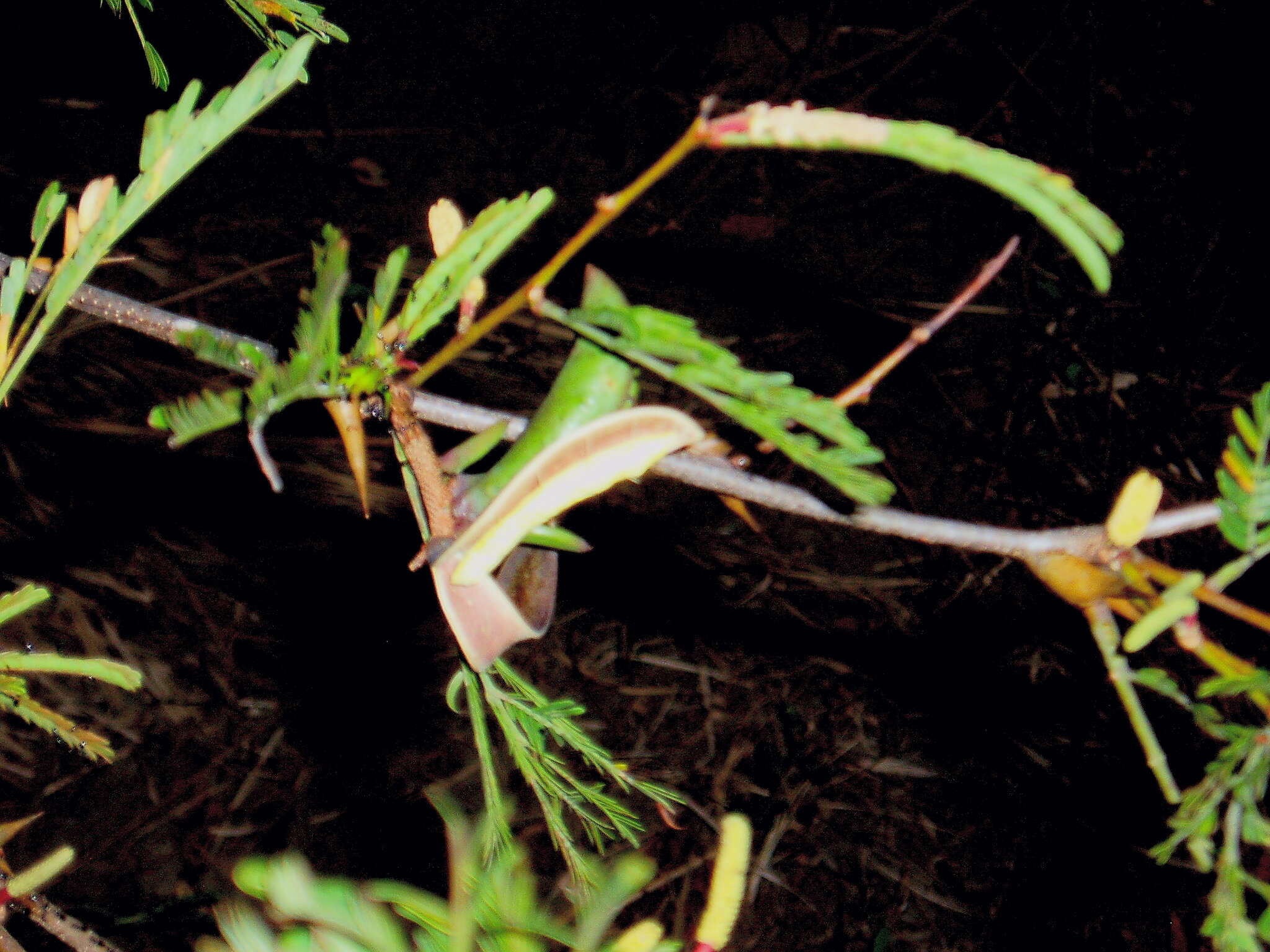 Image of bull horn acacia