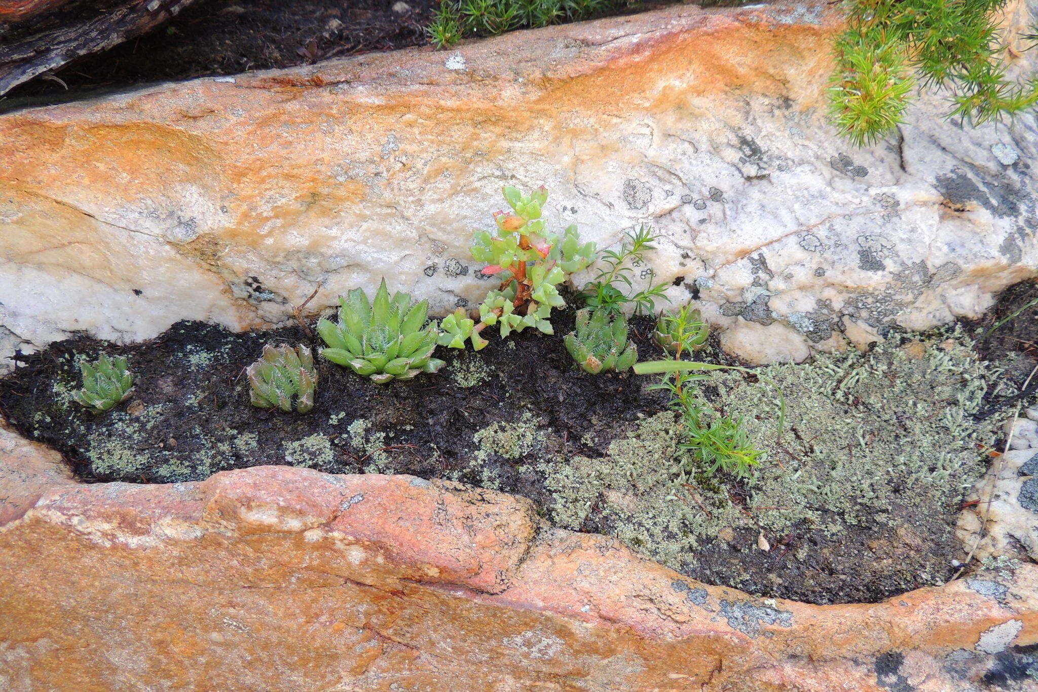 Image of Haworthia arachnoidea var. setata (Haw.) M. B. Bayer