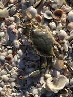 Image of ornate blue crab