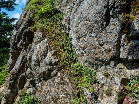 Image of cliff beardtongue