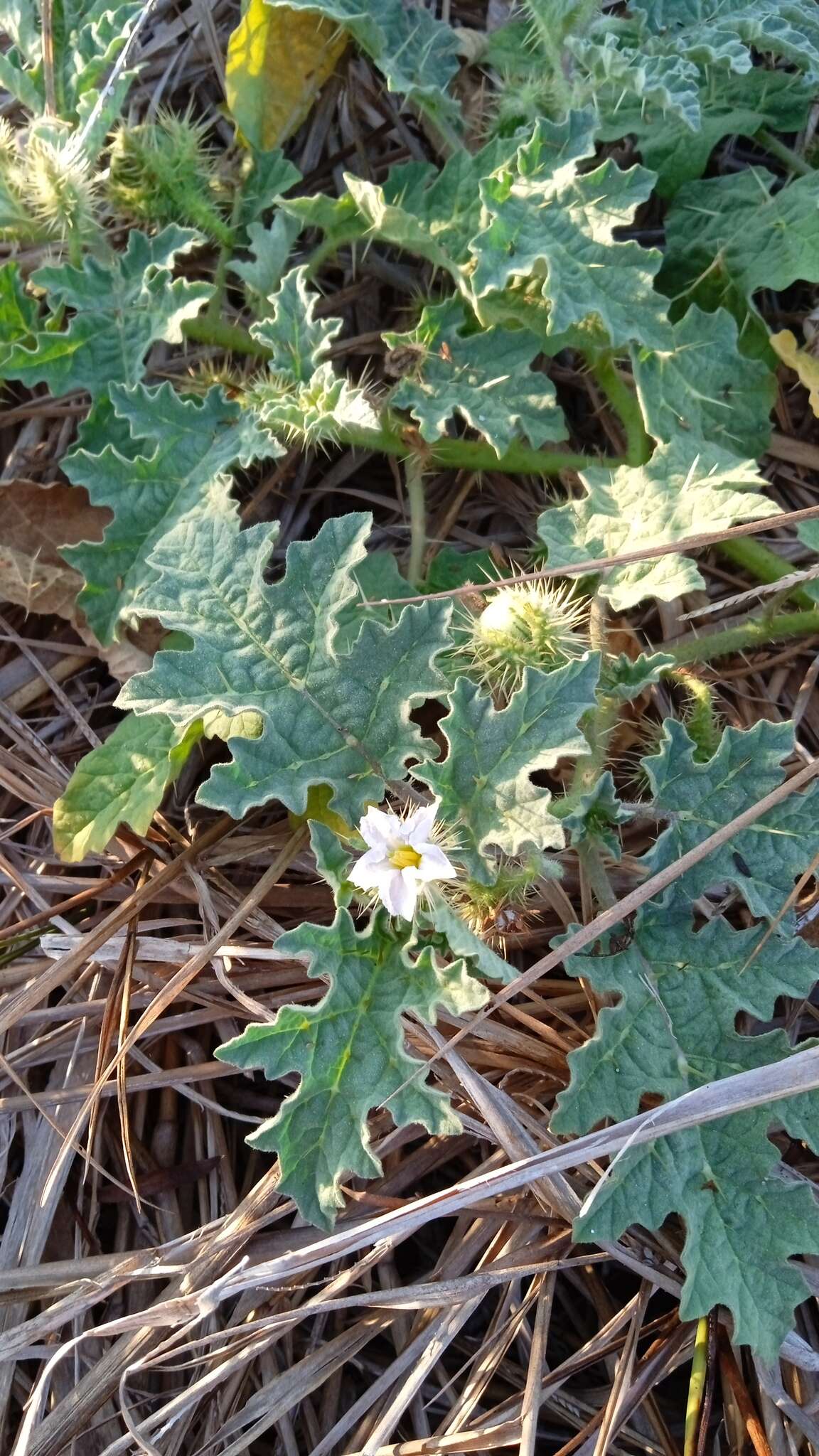 صورة Solanum campechiense L.