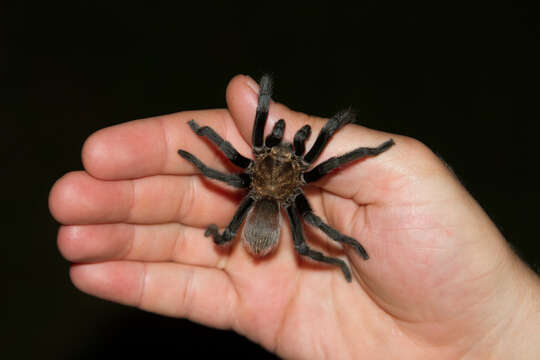 Image of Texas Brown Tarantula