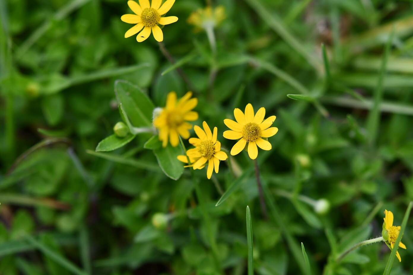 Image of Melampodium montanum Benth.