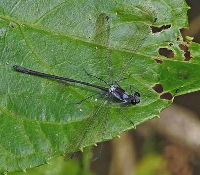 Image of Teinopodagrion meridionale De Marmels 2001