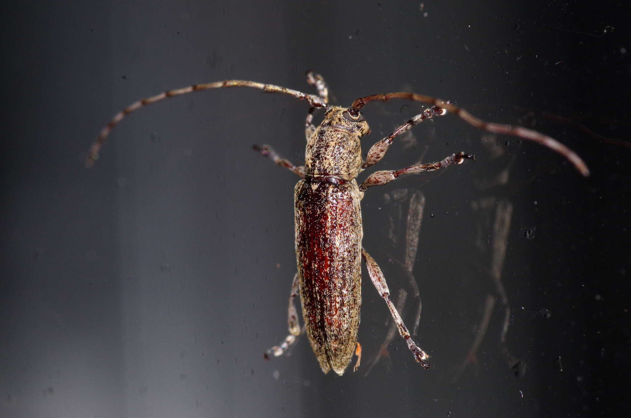 Plancia ëd Mycerinopsis ordinata loochooana (Breuning 1939)