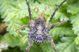 Image of Pristobunus acuminatus tragulus Forster 1954