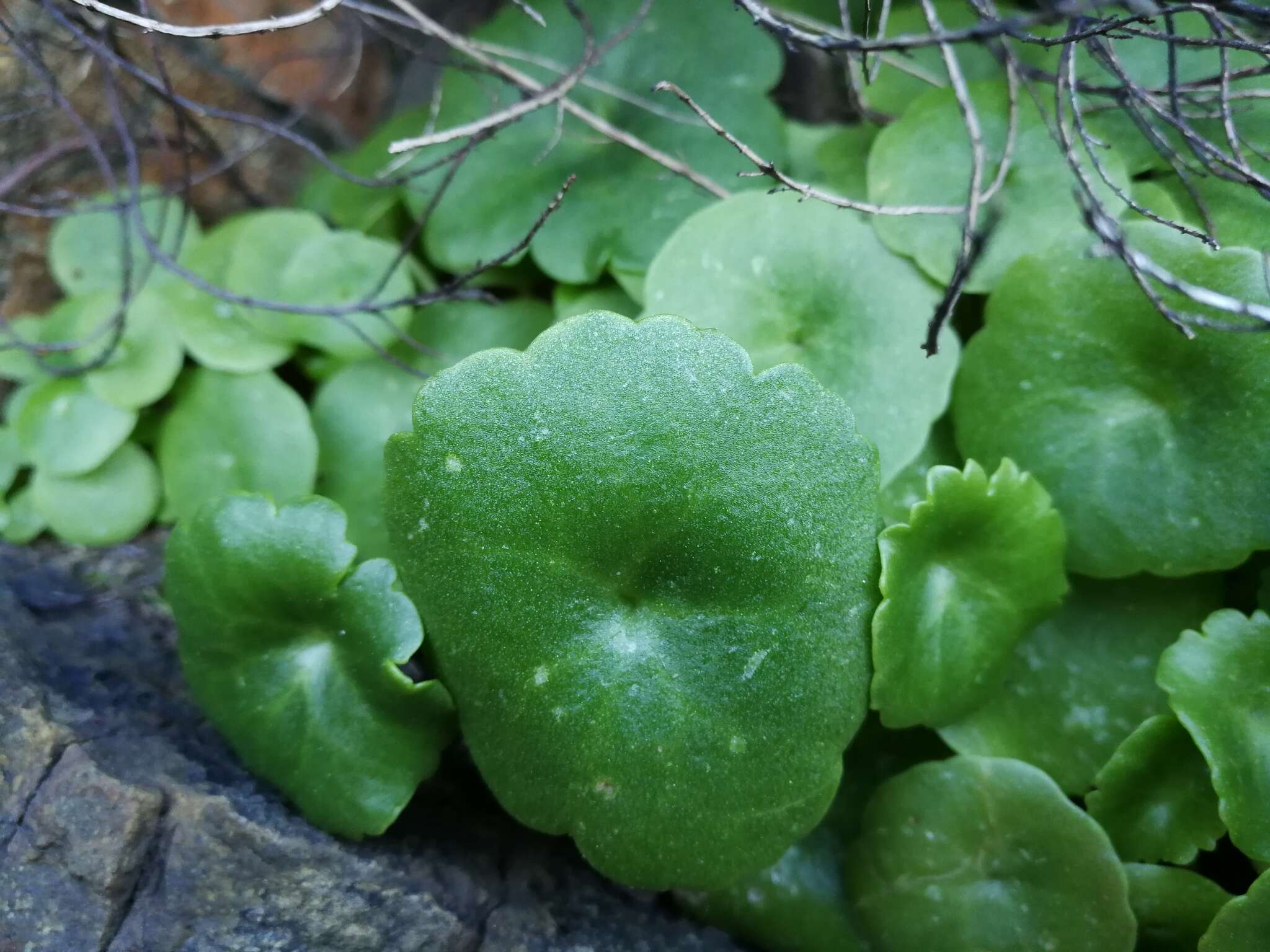 Image of Umbilicus rupestris (Salisb.) Dandy