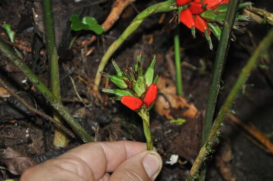 Слика од Renealmia erythrocarpa Standl.