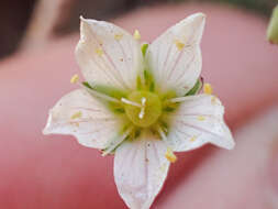 Image de Sabulina californica (A. Gray) Dillenb. & Kadereit