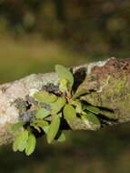 Image of Pleurothallopsis ujarensis (Rchb. fil.) Pridgeon & M. W. Chase