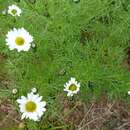 Image of Tripleurospermum maritimum subsp. nigriceps P. D. Sell