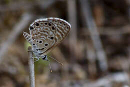 Image of African babul blue