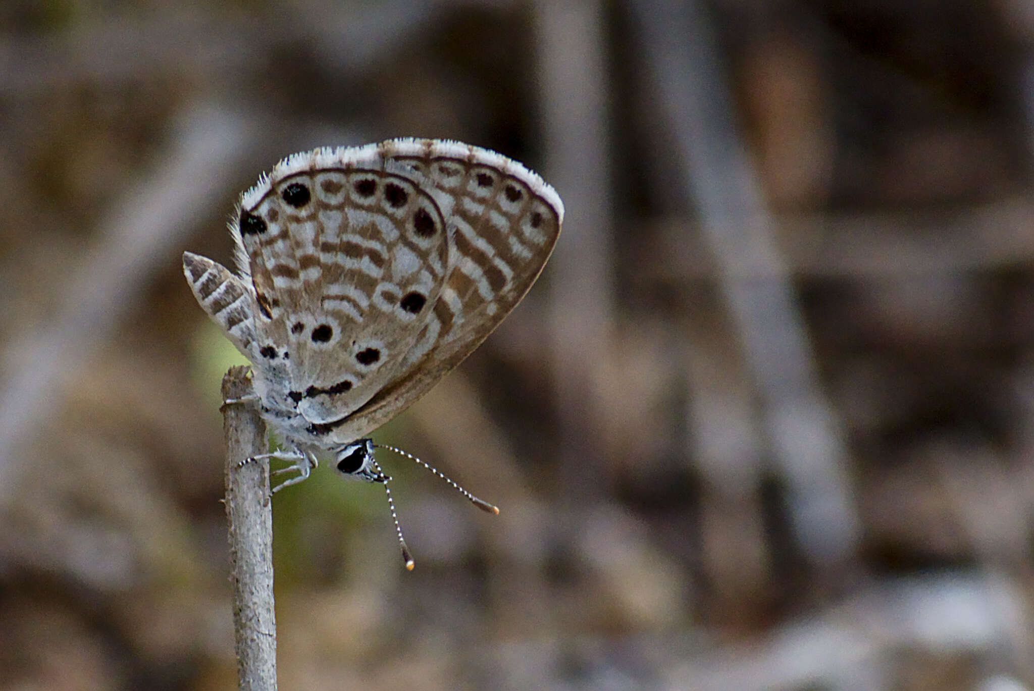 Image of African babul blue