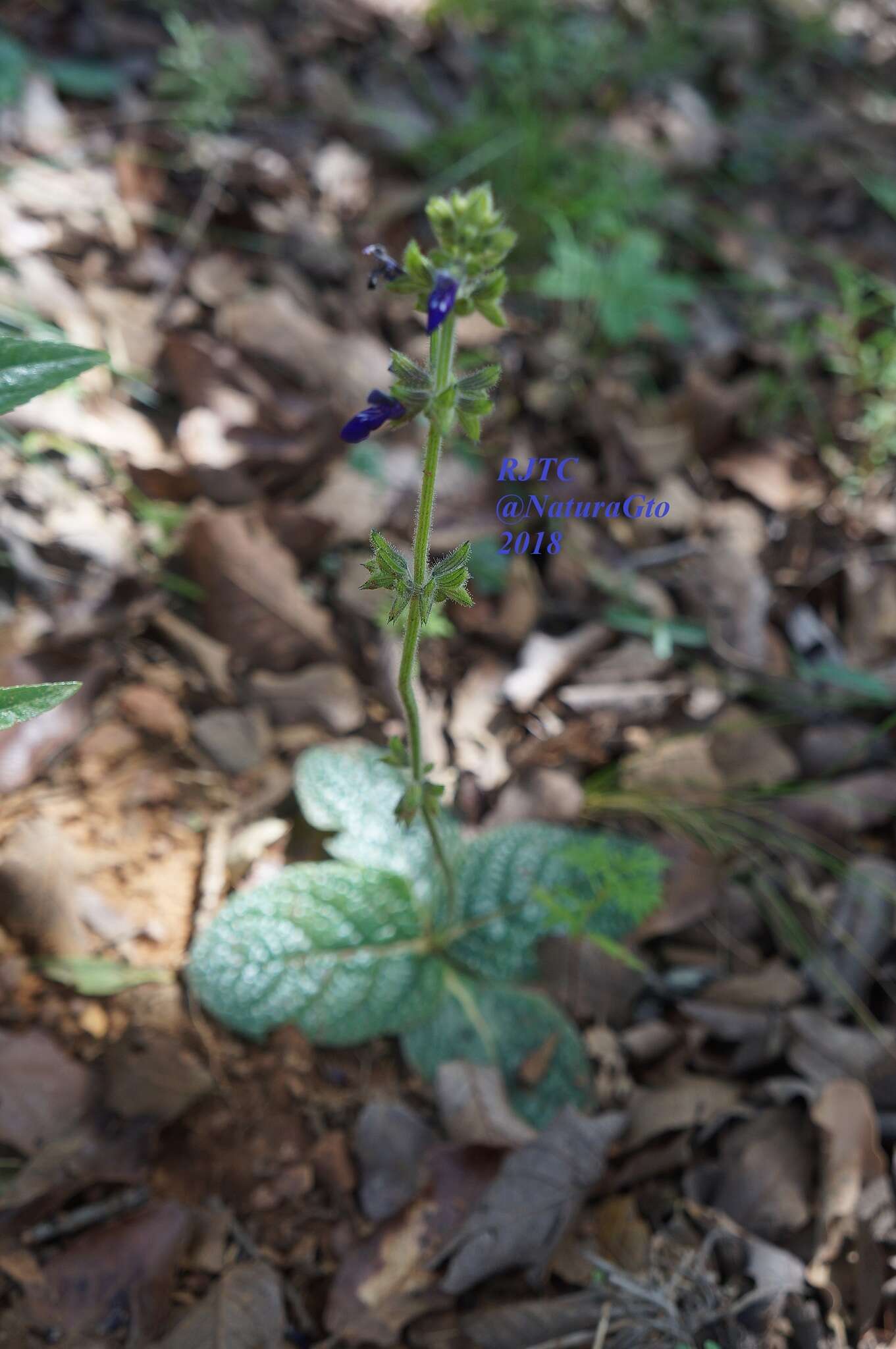 Image de Salvia nana Kunth