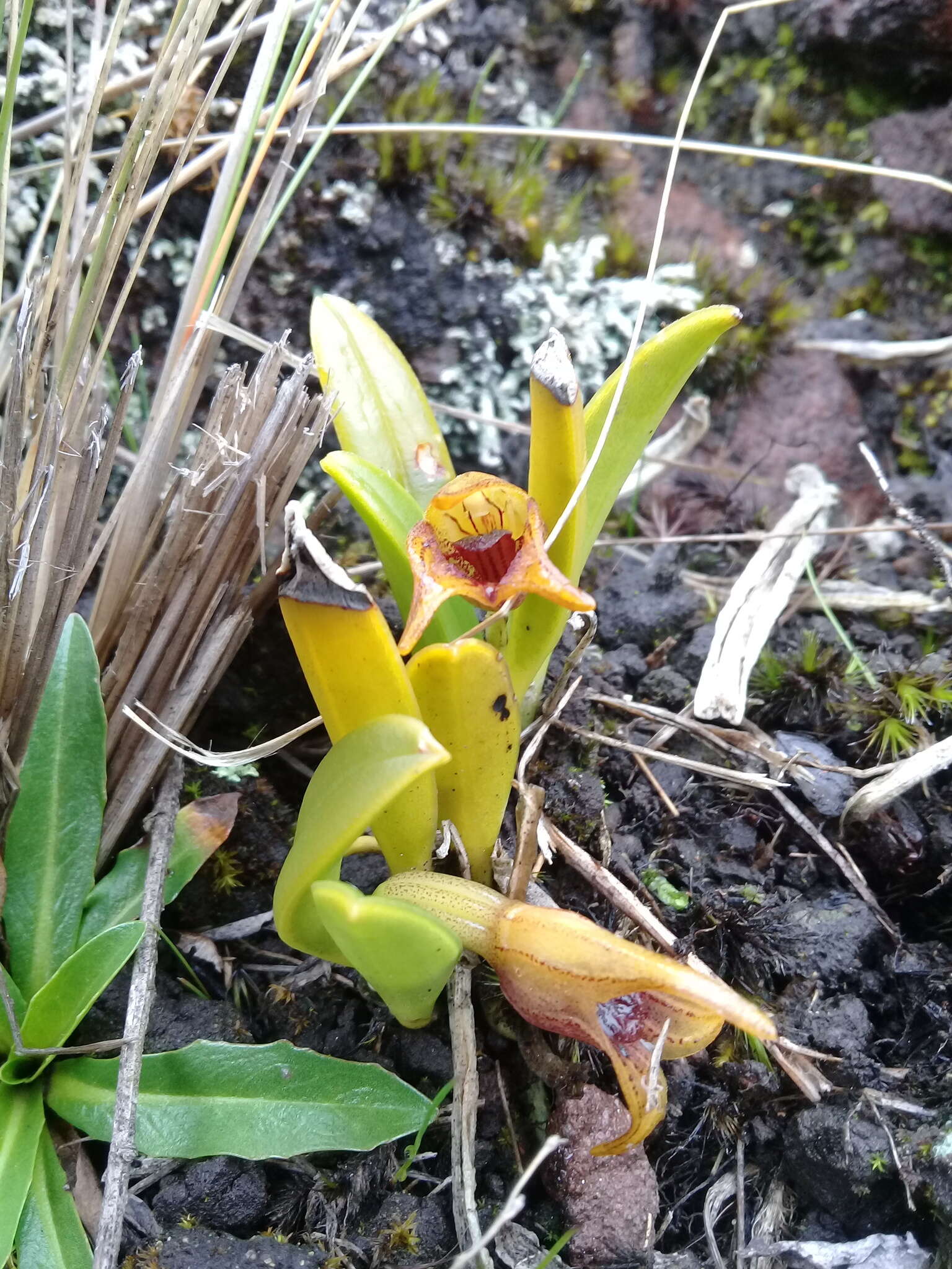 Image de Masdevallia bonplandii Rchb. fil.