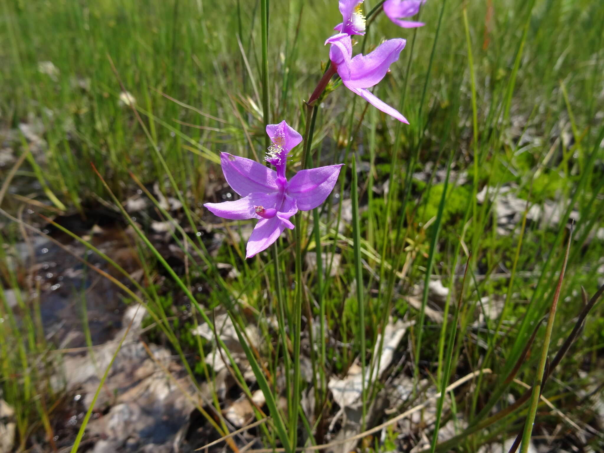 Imagem de Calopogon tuberosus (L.) Britton, Sterns & Poggenb.