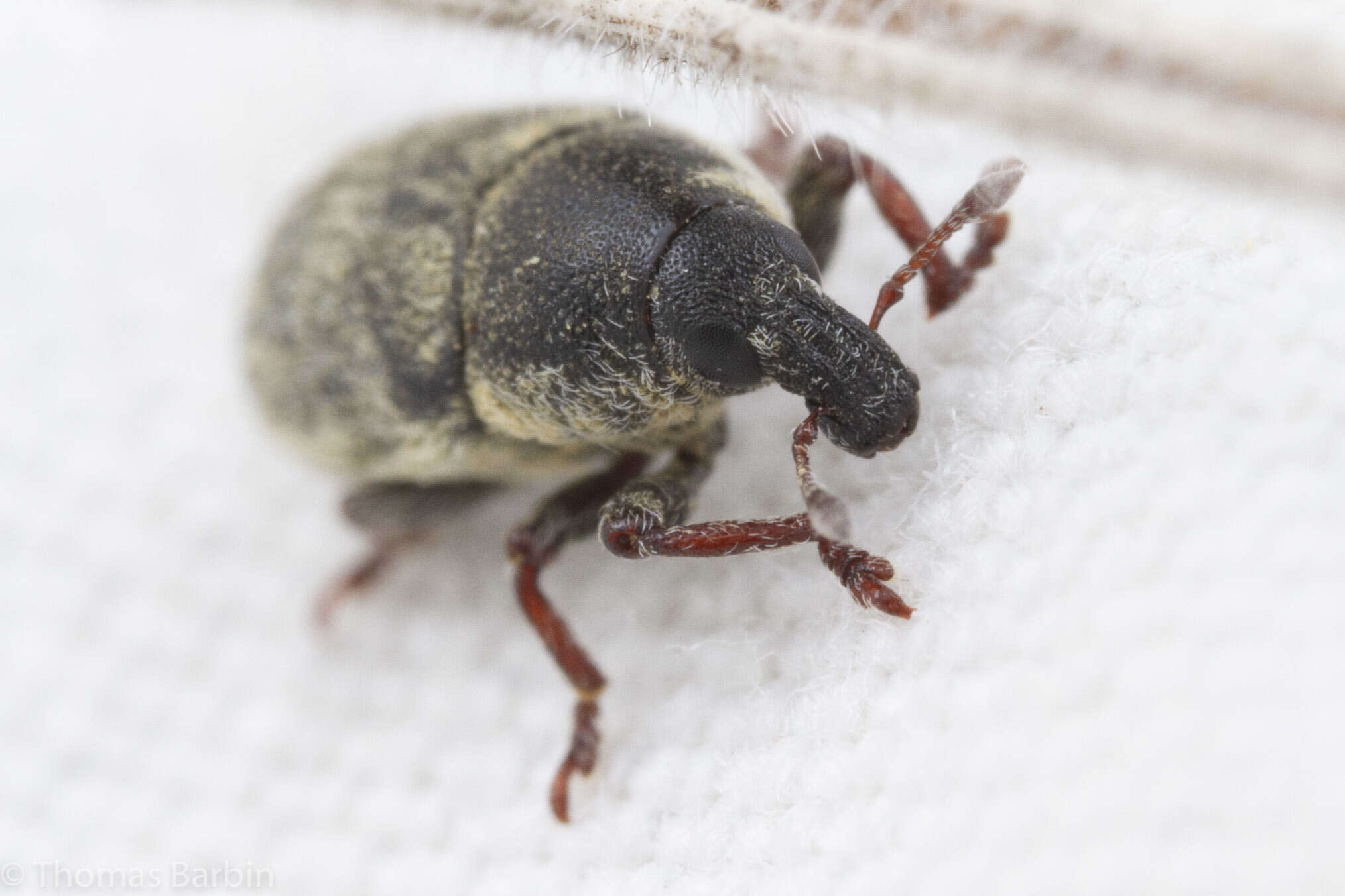 Image of Weevil