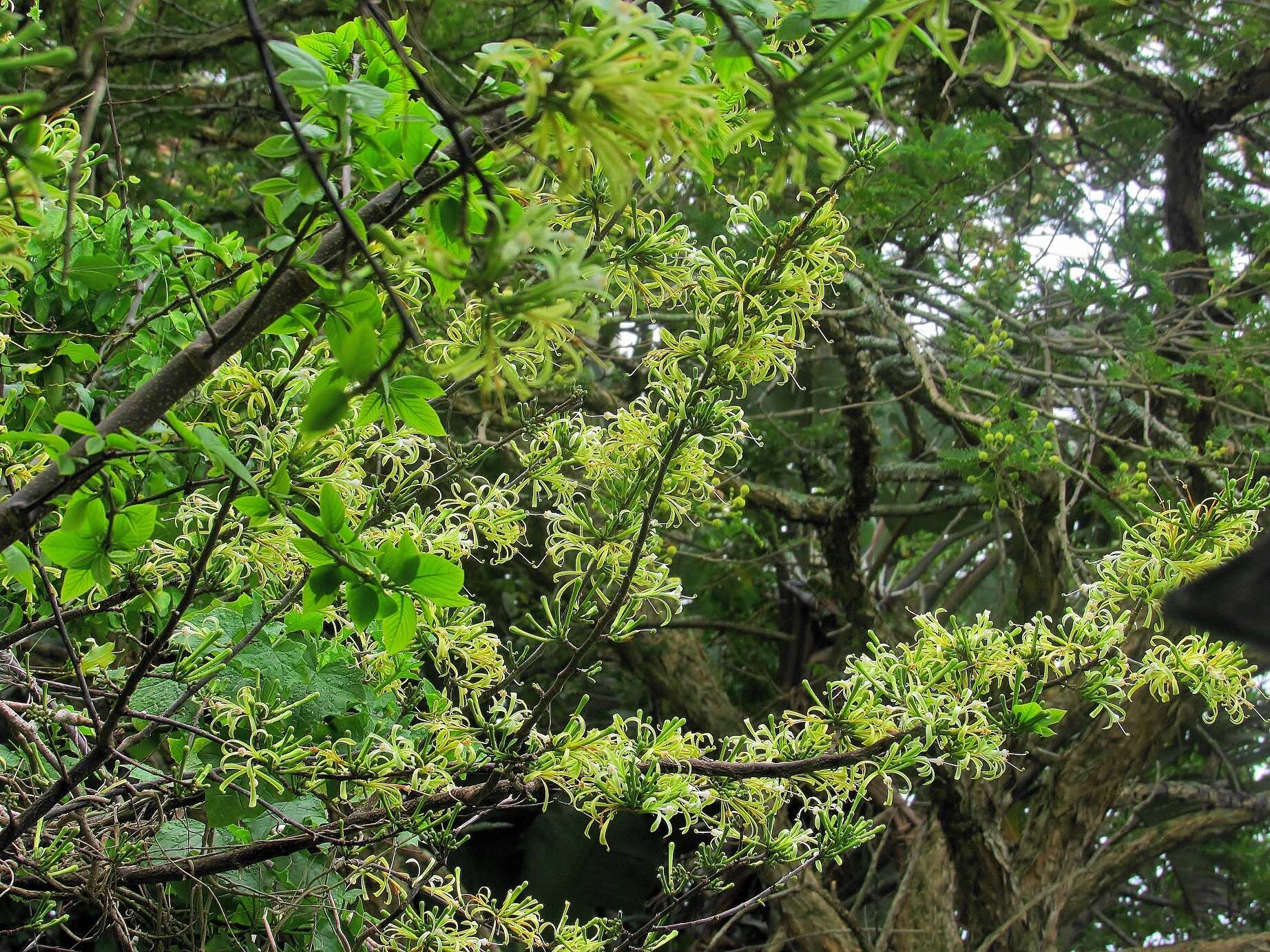 Image of Honeysuckle tree