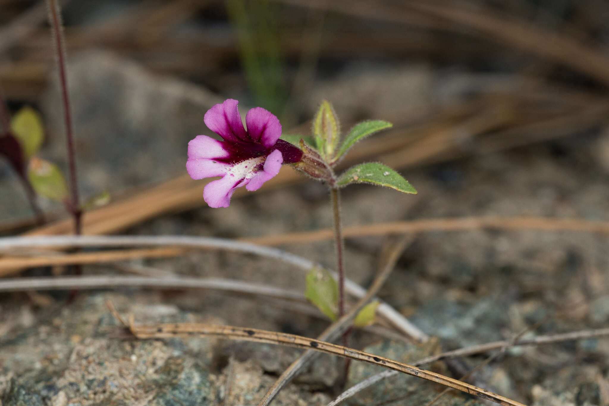 Image of Layne's monkeyflower