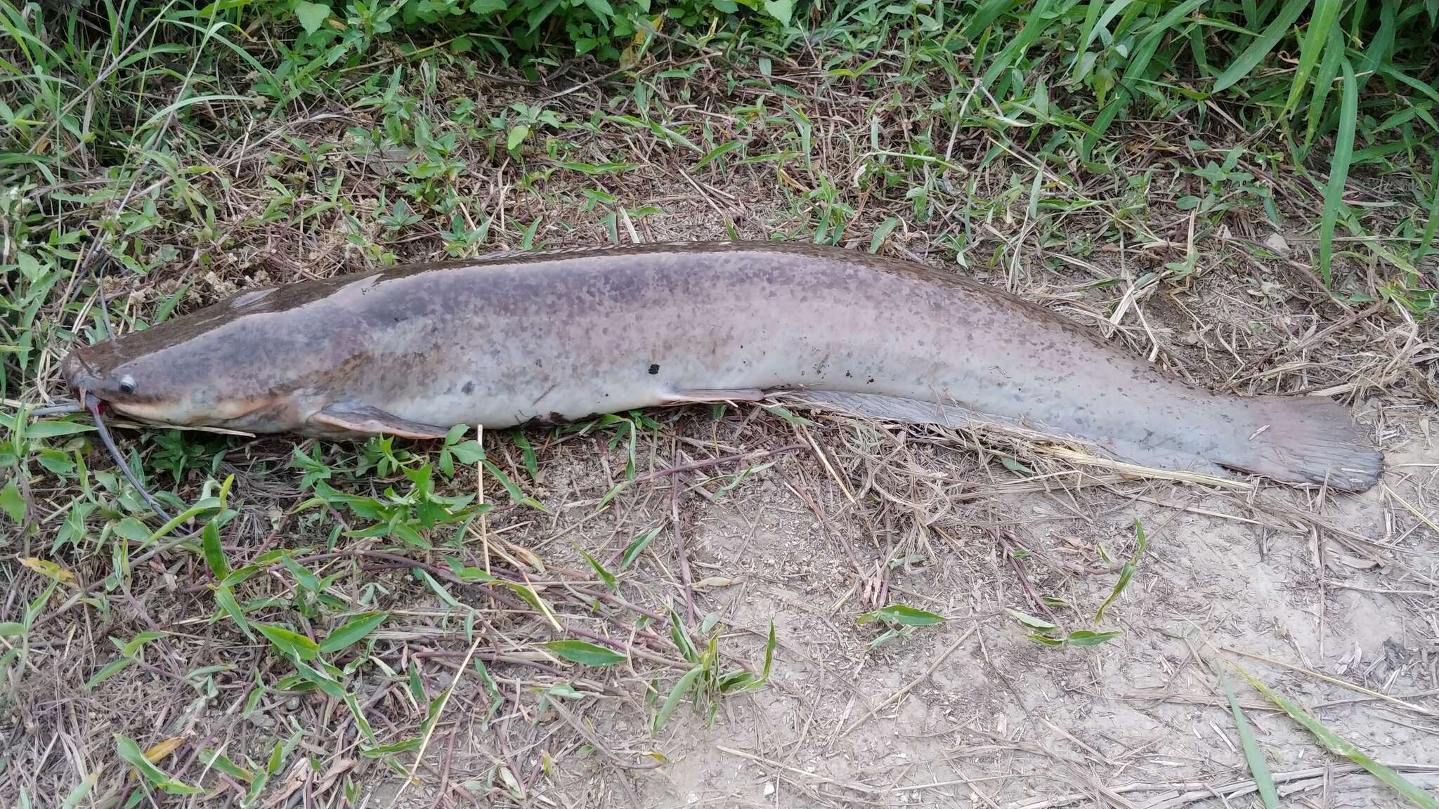 Image of African Catfish