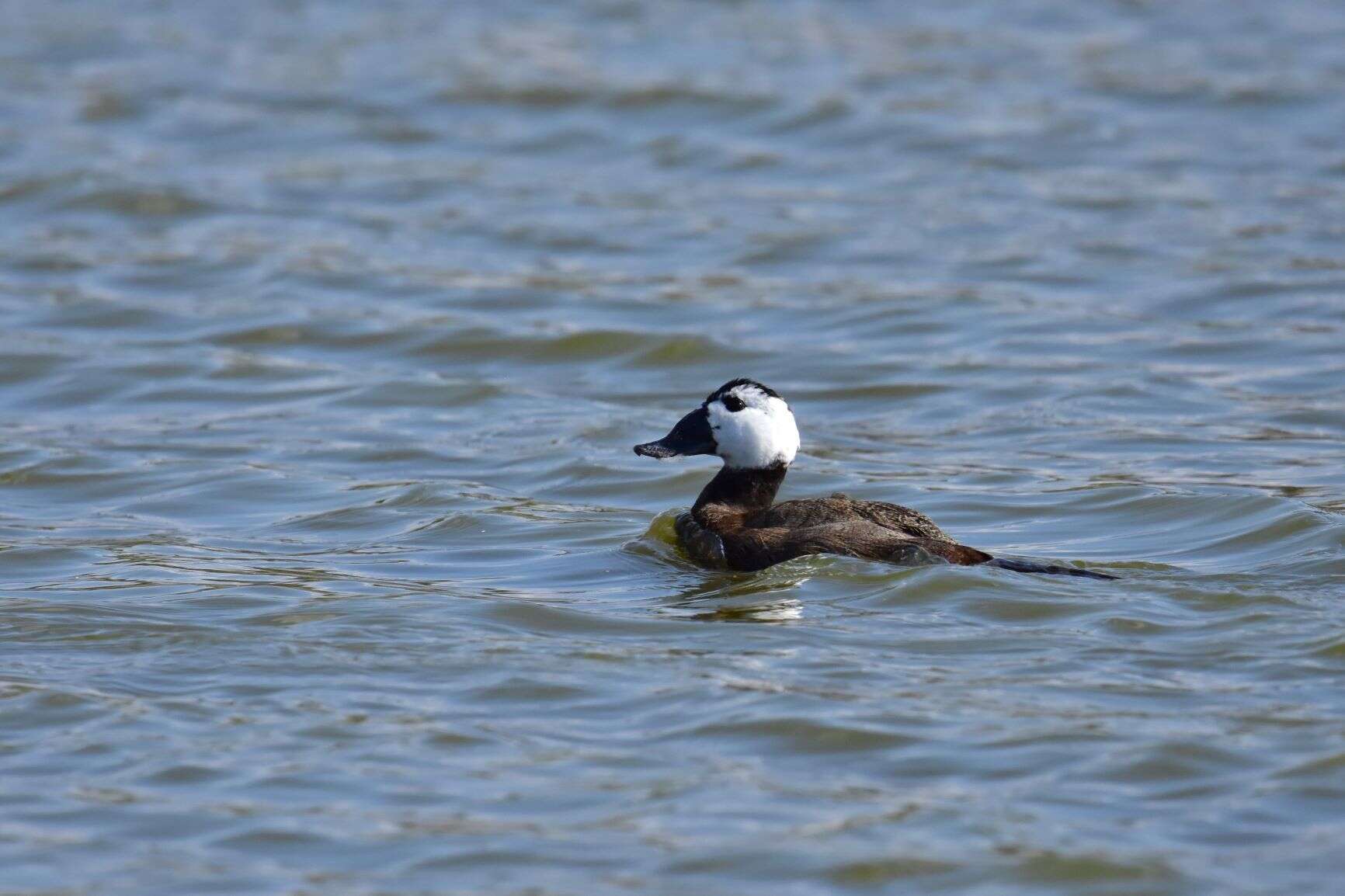 Image of White-headed Duck