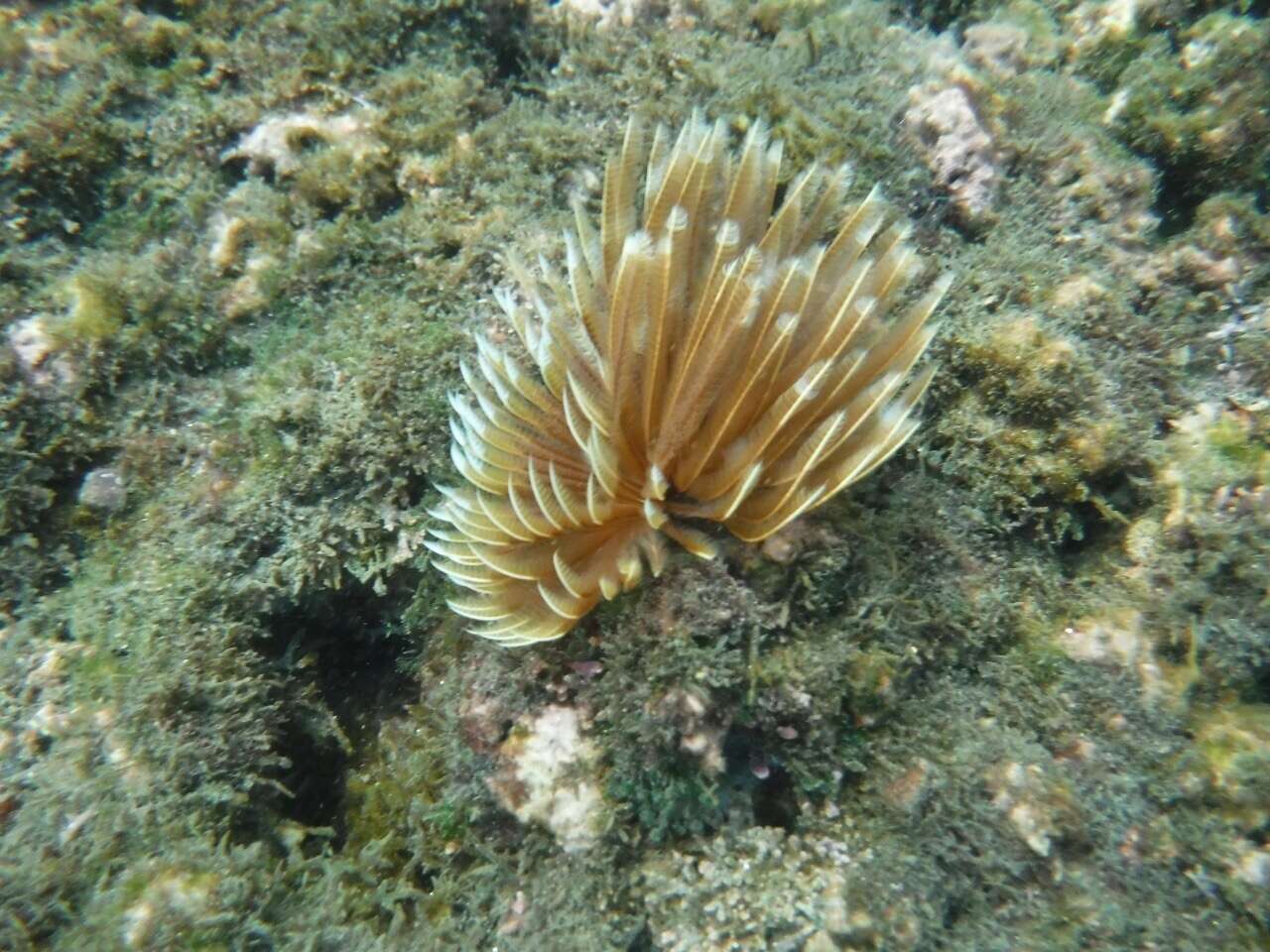 Image of Indian feather duster worm