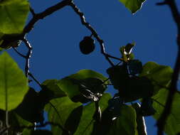 Image of Solanum grandiflorum Ruiz & Pav.