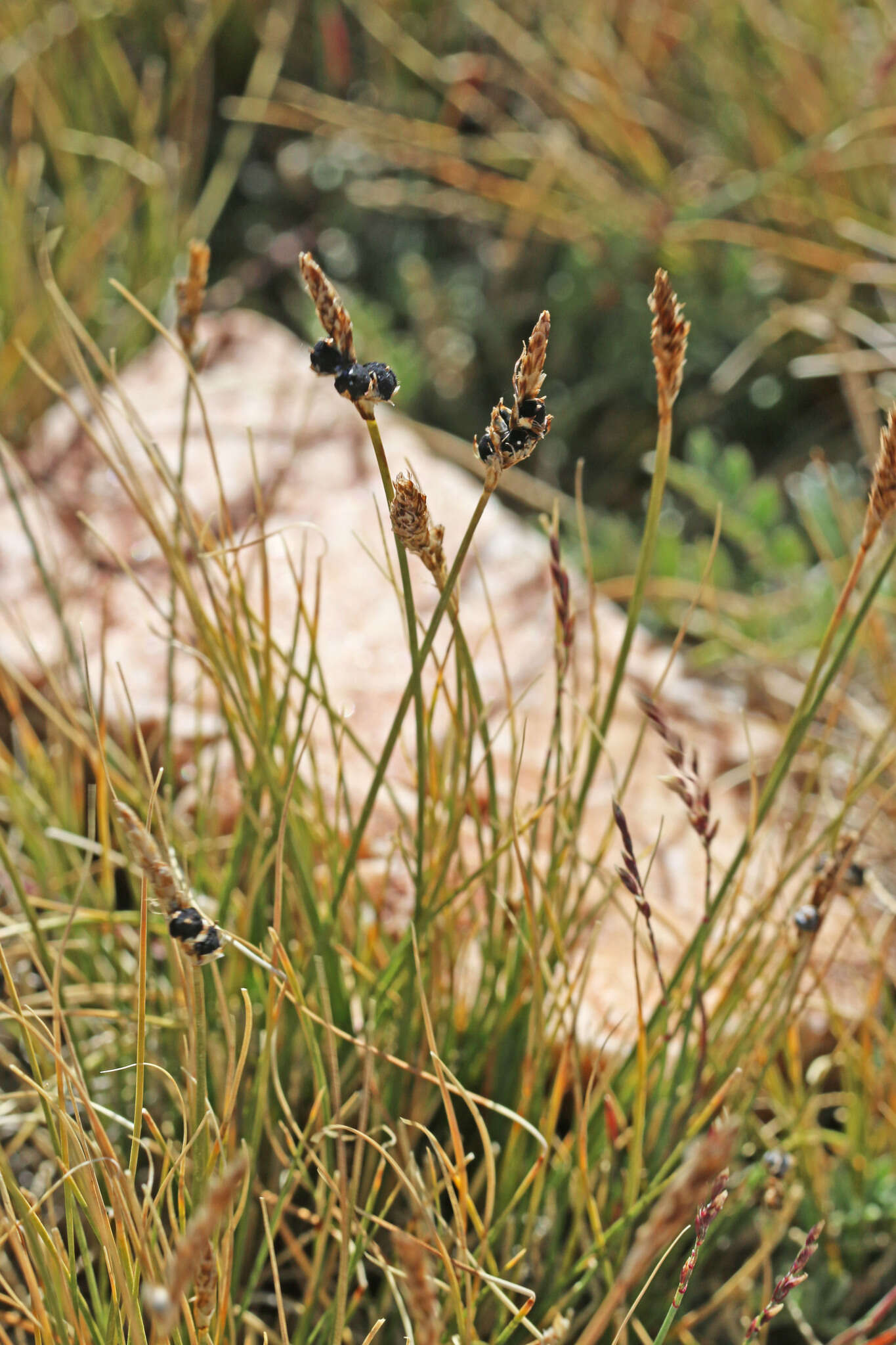 Carex elynoides Holm resmi