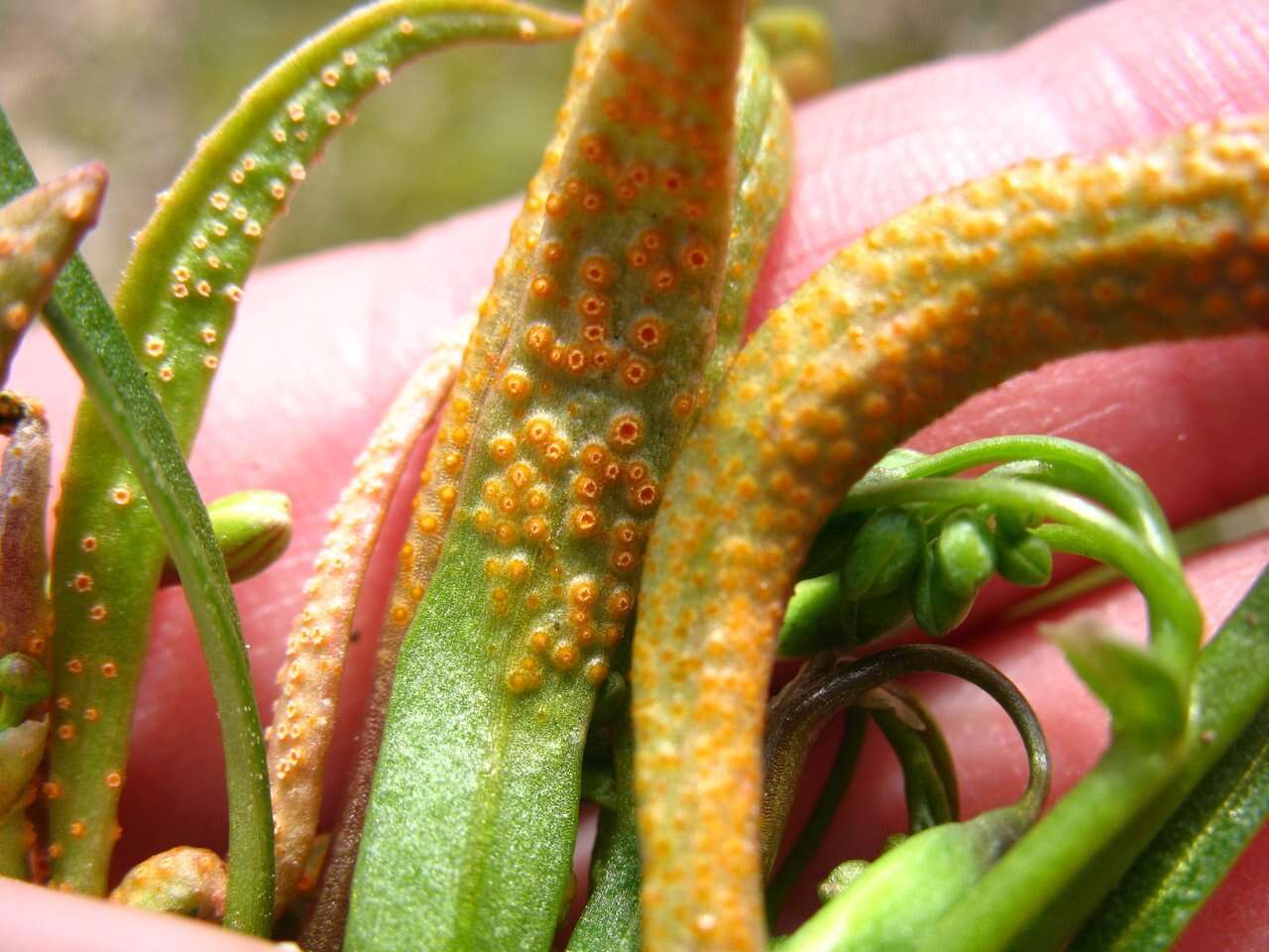 Image of Puccinia mariae-wilsoniae Clinton 1873