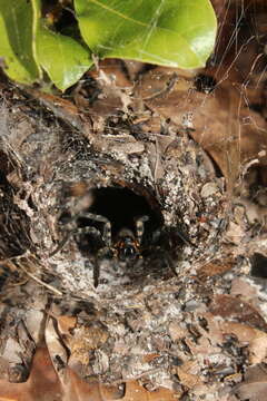 Image of Lake Placid Funnel Wolf Spider