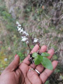 Imagem de Holothrix parviflora (Lindl.) Rchb. fil.