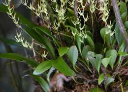 Imagem de Anathallis linearifolia (Cogn.) Pridgeon & M. W. Chase