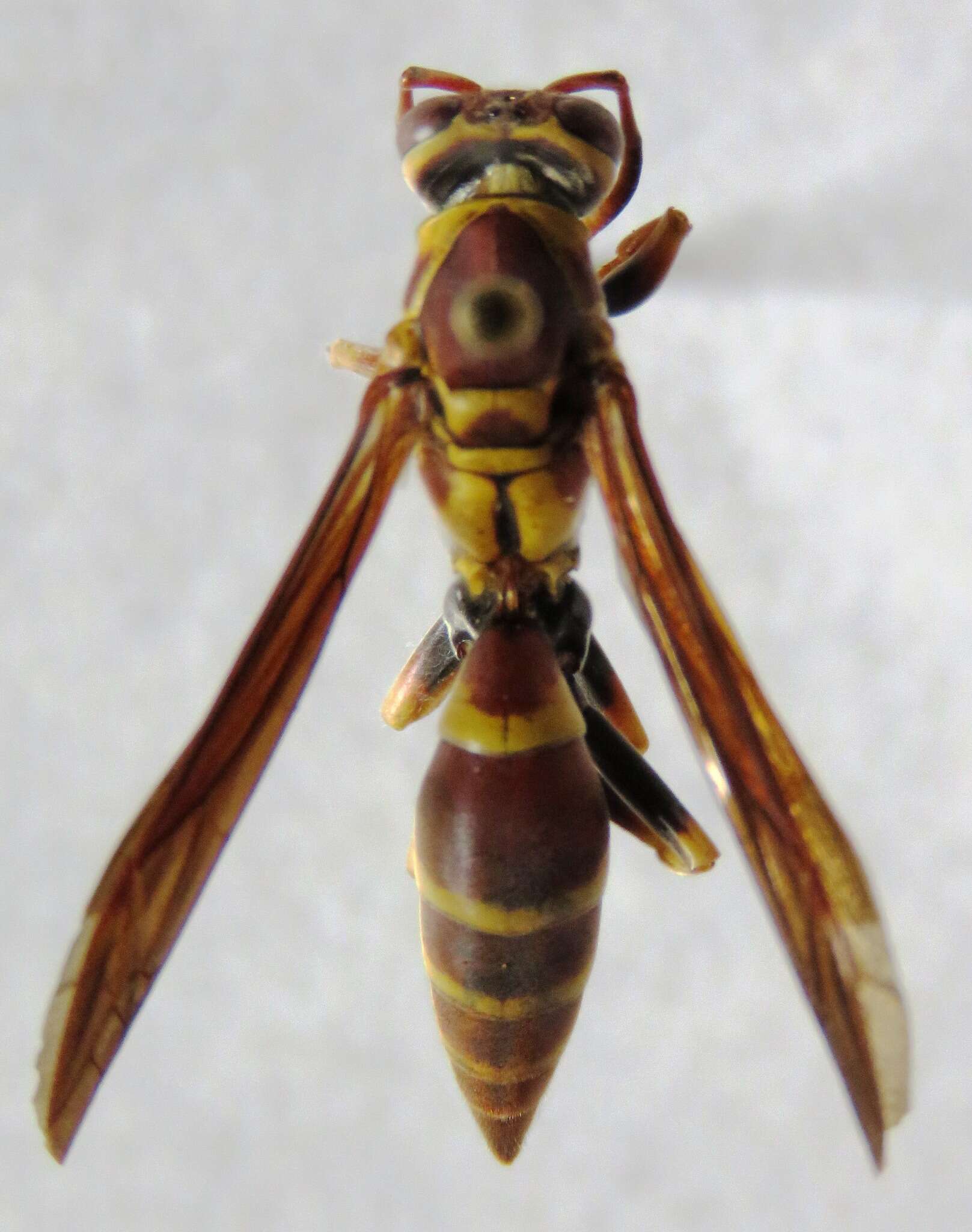 Image of Polistes instabilis de Saussure 1853