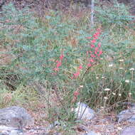 Image de Penstemon barbatus subsp. barbatus